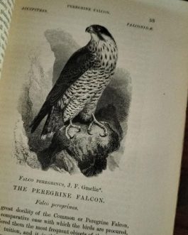 Ornitología Libros de pájaros antiguos excepcional con ”Birds of England” y ”LLoyds Nature history”